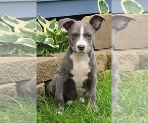 American Staffordshire Terrier-Unknown Mix Dogs for adoption in Des Moines, IA, USA