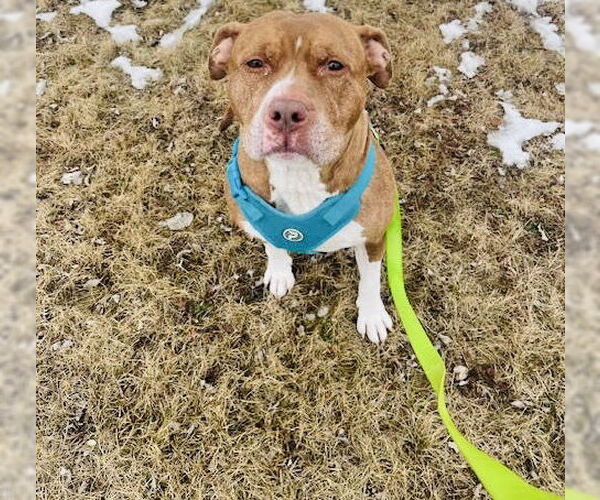 Medium Photo #3 Staffordshire Bull Terrier-Unknown Mix Puppy For Sale in Princeton, MN, USA