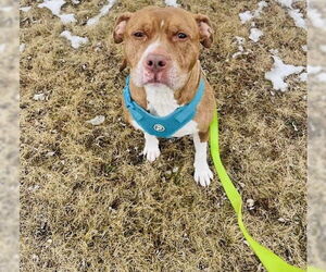 Coco Ross - Male Staffordshire Bull Terrier-Unknown Mix Dog for Adoption - Photo #3