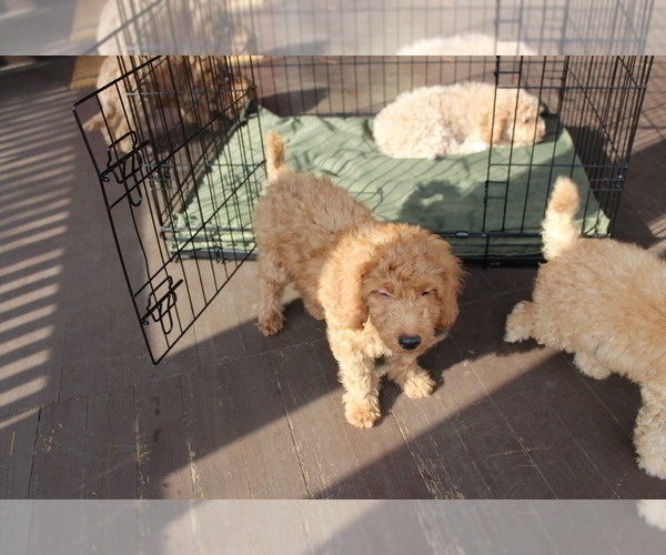 Medium Photo #6 Goldendoodle Puppy For Sale in HARTFORD, CT, USA