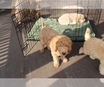 Small #5 Goldendoodle