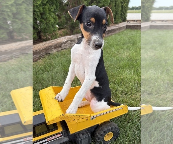 Medium Photo #2 Jack-Rat Terrier Puppy For Sale in MIDDLEBURY, IN, USA