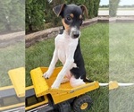 Stetson - Male Jack-Rat Terrier Puppy for Sale - Photo #2