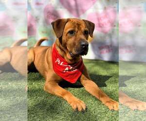 Labrador Retriever-Unknown Mix Dogs for adoption in Pompano Beach , FL, USA