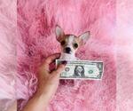 Small #3 Chihuahua
