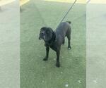 Small #1 Rottweiler Mix