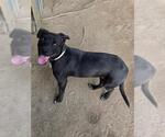 OPAL - Female Labrador Retriever-Unknown Mix Dog for Adoption - Small photo