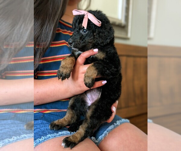 Medium Photo #25 Bernedoodle (Miniature) Puppy For Sale in DAVIS, CA, USA