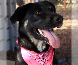 Lilly - Female Australian Shepherd-German Shepherd Dog Mix Dog for Adoption - Photo #4