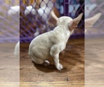 Small #10 French Bulldog
