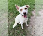 Small #1 Labrador Retriever Mix