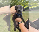 Small #1 Labrador Retriever Mix