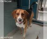 Small Beagle