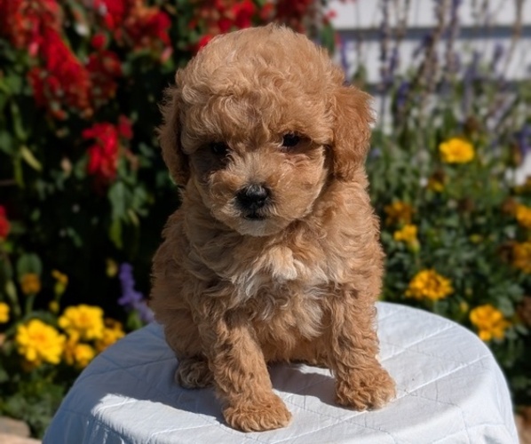 Medium Photo #1 Goldendoodle (Miniature) Puppy For Sale in GOSHEN, IN, USA