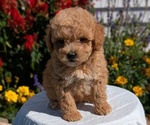 Puppy Nala Goldendoodle (Miniature)