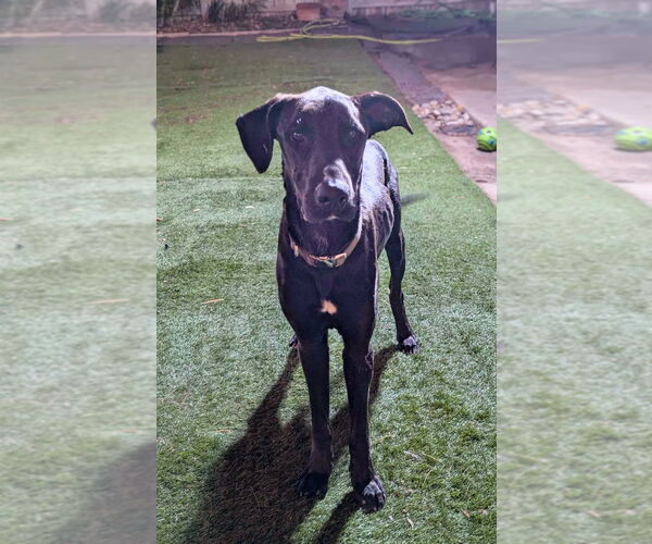 Medium Photo #1 Mutt Puppy For Sale in Bullard, TX, USA