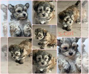 Maltipoo Puppy for Sale in PALMDALE, California USA