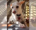 Small #4 Chihuahua Mix