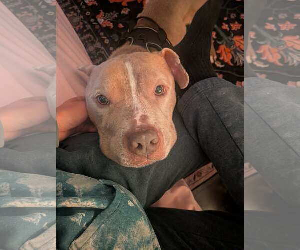 Medium Photo #2 Mutt Puppy For Sale in Catasauqua, PA, USA