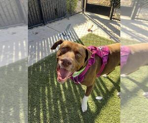 Labrador Retriever-Unknown Mix Dogs for adoption in Elk Grove, CA, USA