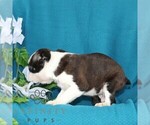 Small #4 Boston Terrier