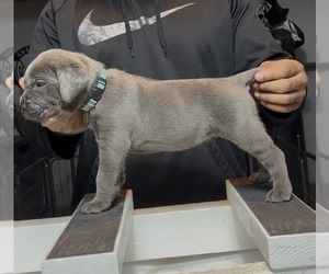 Cane Corso Puppy for sale in MOUNT MORRIS, MI, USA
