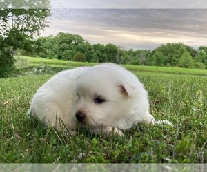 Miniature American Eskimo Puppy for sale in DOWNING, MO, USA