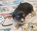 Small Photo #18 Aussalier Puppy For Sale in ATHOL, ID, USA