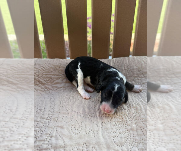 Medium Photo #10 Bernedoodle Puppy For Sale in CASTLE ROCK, CO, USA