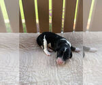 Puppy Artemis Bernedoodle