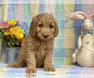 Goldendoodle (Miniature) Puppy for sale in LANCASTER, PA, USA