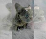 Small Photo #3 French Bulldog Puppy For Sale in PEMBROKE PINES, FL, USA