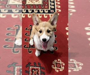 Pembroke Welsh Corgi Puppy for sale in MINERAL WELLS, TX, USA