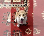 Small Pembroke Welsh Corgi