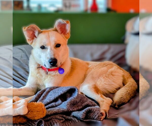 Medium Photo #11 Huskies -Unknown Mix Puppy For Sale in Fargo, ND, USA