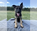 Small #3 German Shepherd Dog