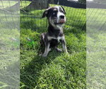 Small #2 Siberian Husky Mix