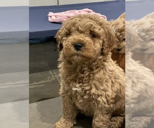 Goldendoodle (Miniature) Puppy for Sale in CANTON, Ohio USA