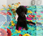 Small #4 Poodle (Toy)
