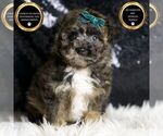 Puppy Clyde Poodle (Miniature)