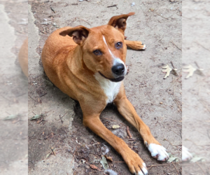 Carolina Dog-Labrador Retriever Mix Dogs for adoption in Decatur, GA, USA