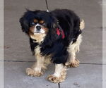 Small #3 Cavalier King Charles Spaniel
