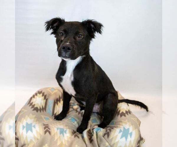 Medium Photo #2 Bulldog-Retriever  Mix Puppy For Sale in Kennesaw, GA, USA