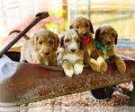 Small Photo #6 Irish Doodle Puppy For Sale in BREMERTON, WA, USA