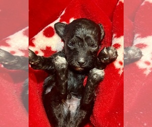 YorkiePoo Puppy for Sale in Lexington, North Carolina USA