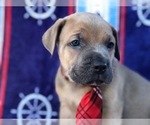 Small #4 Cane Corso