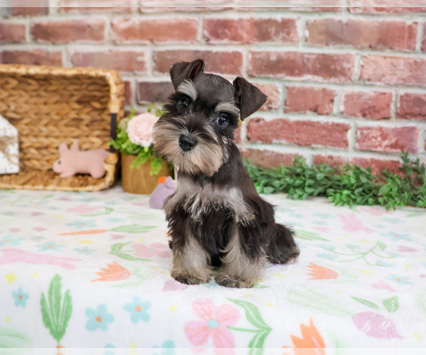 Medium Photo #6 Schnauzer (Miniature) Puppy For Sale in SYRACUSE, IN, USA