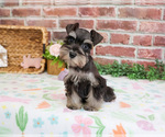 Small #5 Schnauzer (Miniature)