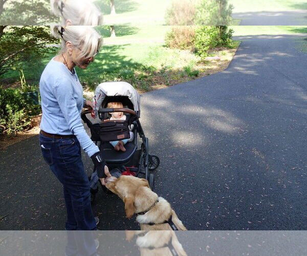 Medium Photo #18 Labrador Retriever-Unknown Mix Puppy For Sale in Doylestown, PA, USA