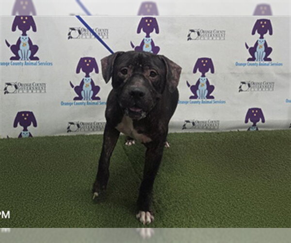 Medium Photo #1 Mutt Puppy For Sale in Orlando, FL, USA